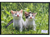Anti-dust mat - HEVA design - 39x59 - cat